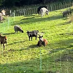 Дом отдыха House Type - Sauna And Balneo - 14 Pers Жерарме