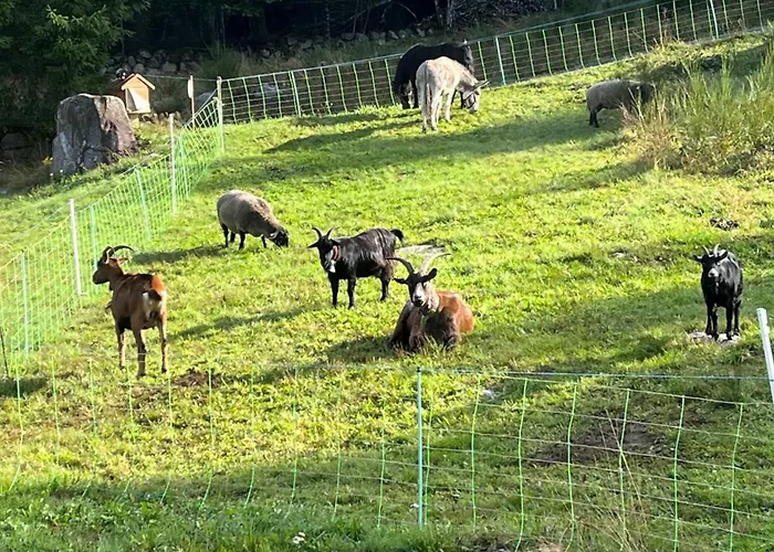 Hébergement de vacances House Type - Sauna&balneo - 14 Pers Gérardmer